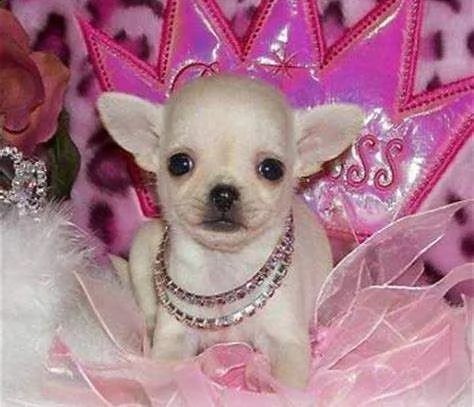 cuccioli di chihuahua toy di giorni 75 