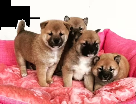 shiba inu cuccioli con pedigree