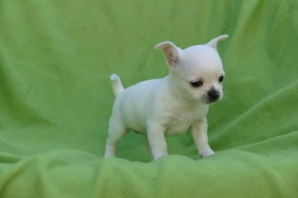   regalo cuccioli di chihuahua | Foto 0