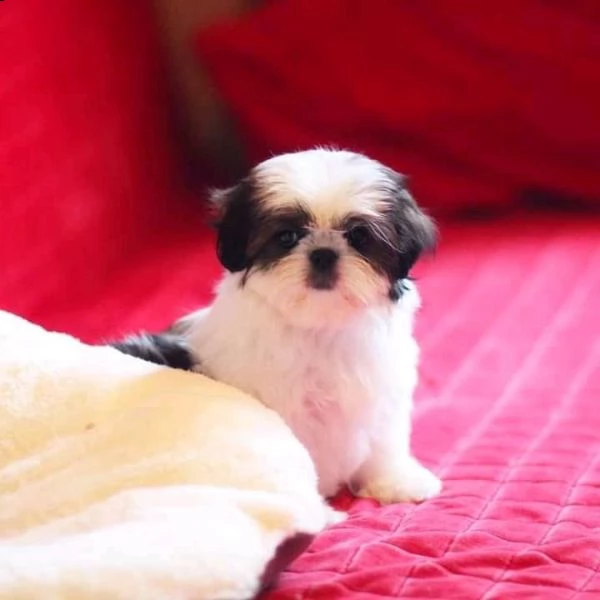     regalo shih-tzu  toy | Foto 0