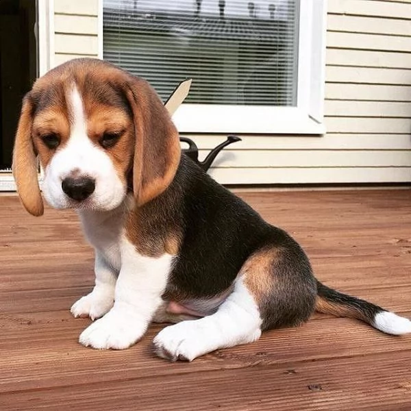  regalo beagle maschio e femmina