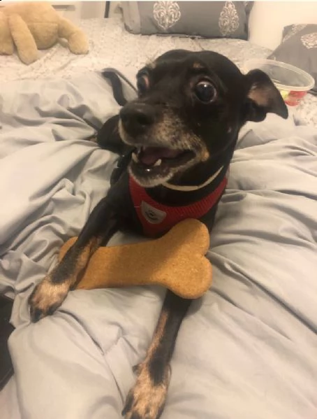  regalo cuccioli di pinscher | Foto 0