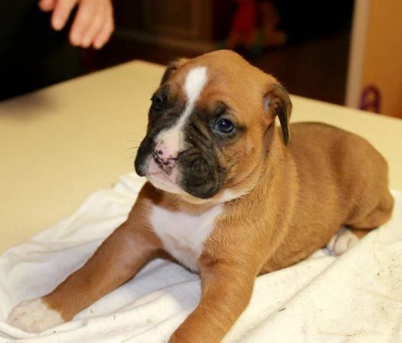 regalo cuccioli di boxer