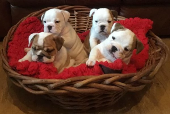 regalo bulldog inglese cuccioli disponibili...
