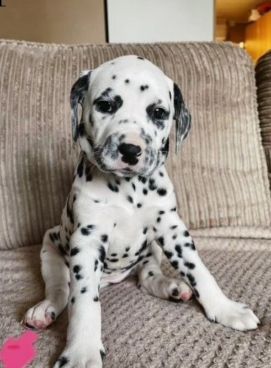 adozione di dalmata cuccioli di razza pura