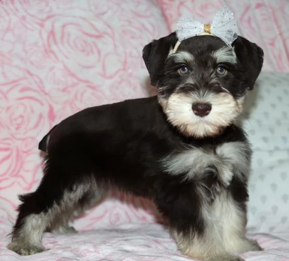  schnauzer miniatura cuccioli introvabili cuccioli di schnauzer miniatura intelligenti e dolcissimi 