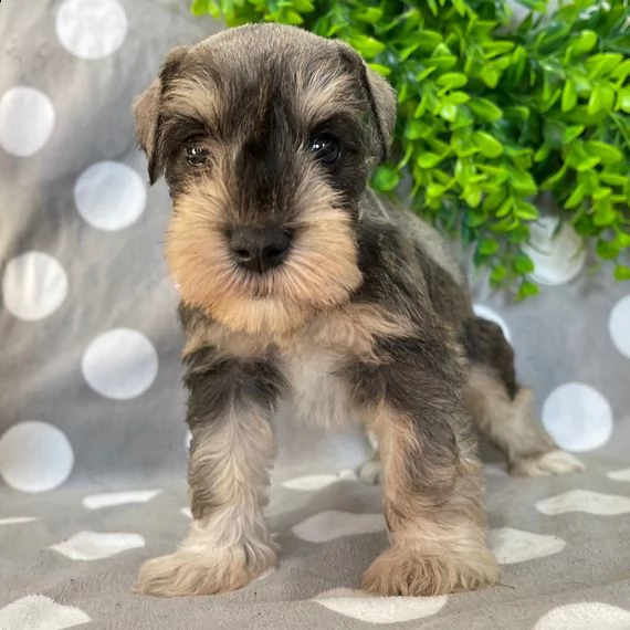 regalo schnauzer miniatura cuccioli introvabili cuccioli di schnauzer miniatura intelligenti e dolci