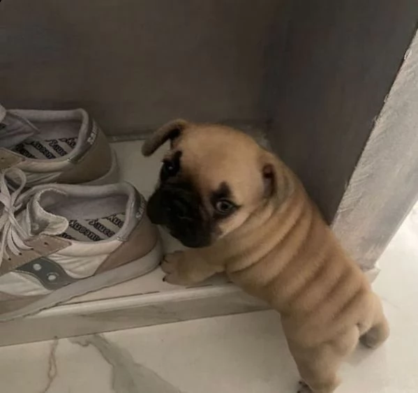 regalo bouledogue francese | Foto 0