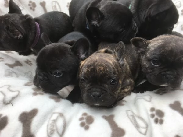 regalo cuccioli di cane a bulldog francese..