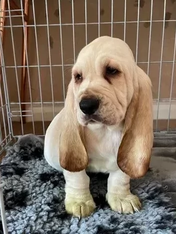 cuccioli di bassotto