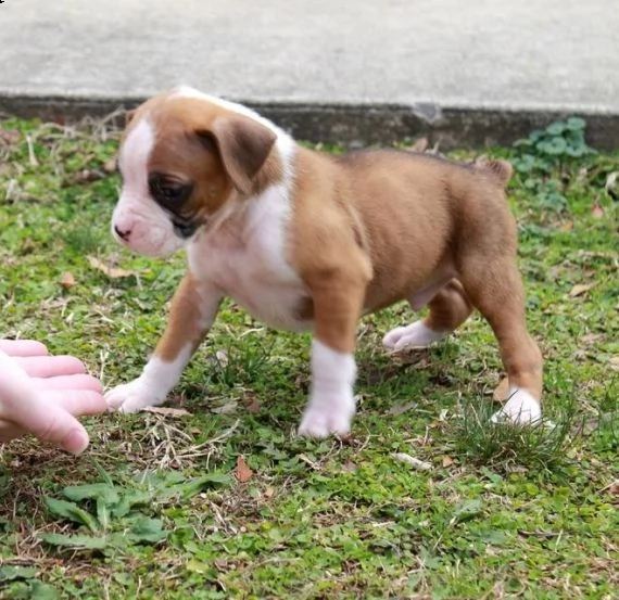 regalo cuccioli di boxer