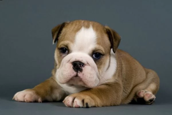 regalo bulldog inglese cuccioli disponibili