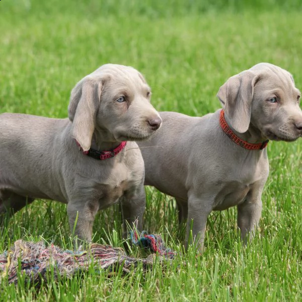 regalo cuccioli weimaraner