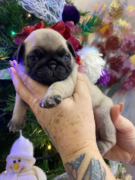 adorabile cagnolino in adozione,