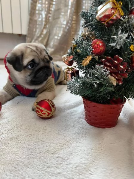 adorabile cagnolino in adozione, | Foto 0