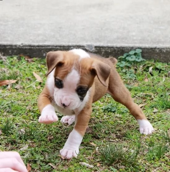 regalo cuccioli di boxer