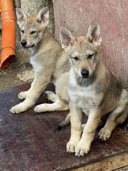 vendita cucciolo cuccioli di cane lupo cecoslovacco