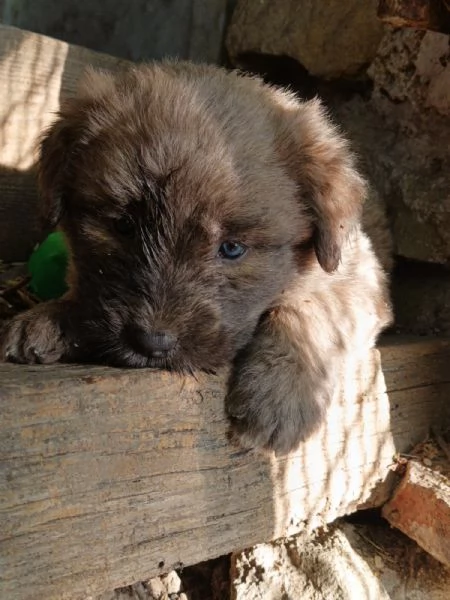 CUCCIOLI METICCI | Foto 3
