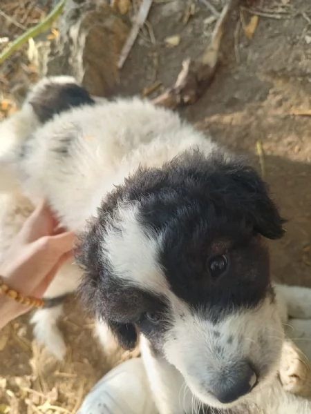 CUCCIOLI METICCI | Foto 2