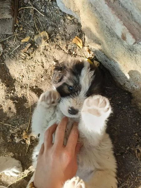 CUCCIOLI METICCI | Foto 1