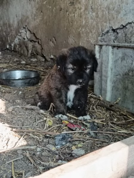 CUCCIOLI METICCI | Foto 0