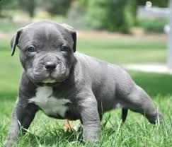 cucciolo di labrador tenerissimi intrigantissimi e buonissimi di 70 giorni sia maschi che femmina ot