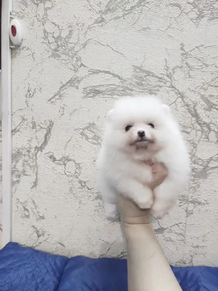 cuccioli di pomerania