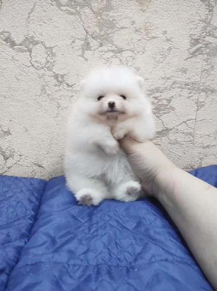 cuccioli di pomerania | Foto 0