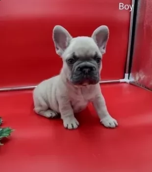 bellissimi di cuccioli bouledogue francese | Foto 0