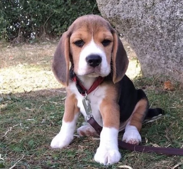  regalo beagle | Foto 0