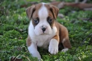 bellissimi cuccioli di boxer