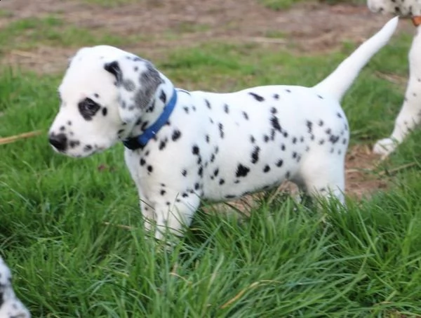 disponibili cuccioli di dalmata | Foto 2