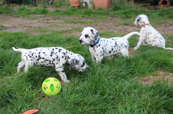 disponibili cuccioli di dalmata
