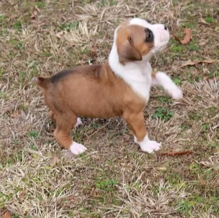 regalo cuccioli di boxer