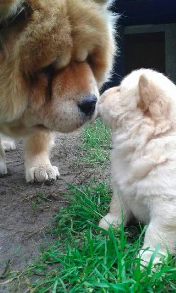 chow chow cuccioli | Foto 1