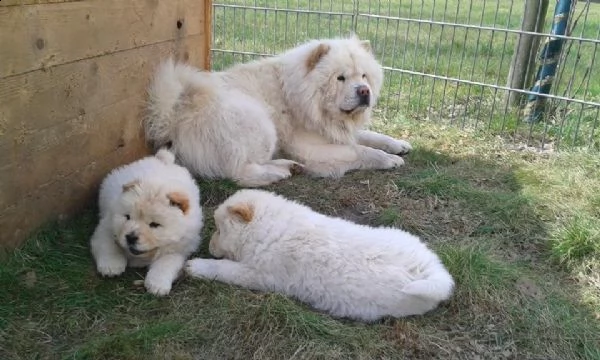 chow chow cuccioli