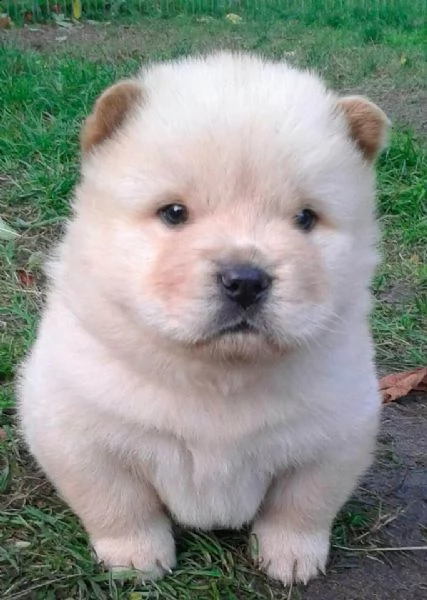 chow chow cuccioli | Foto 0