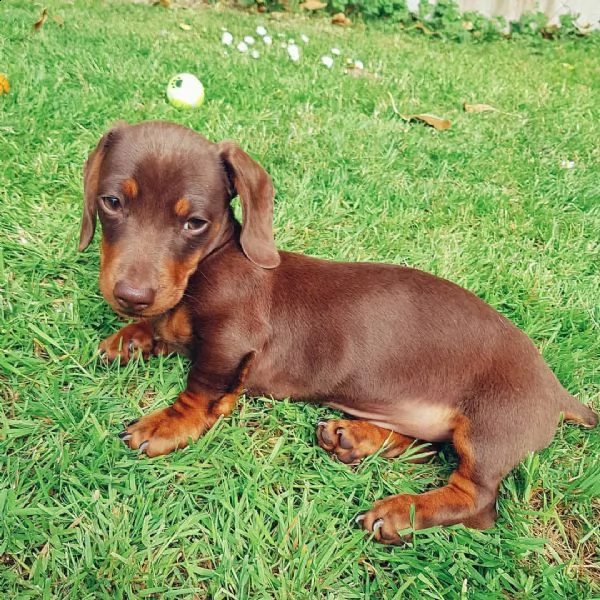 cuccioli di bassotto sani e ben addestrati per l'adozione gratuita | Foto 2