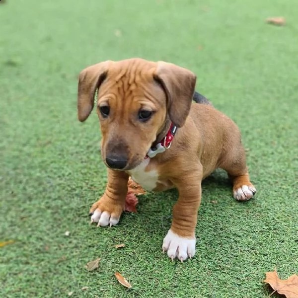 cuccioli di bassotto sani e ben addestrati per l'adozione gratuita | Foto 1
