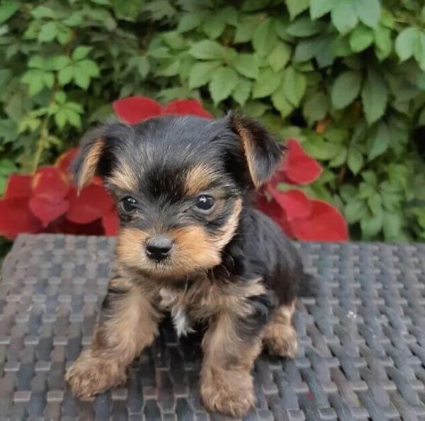 cuccioli di yorkie registrati per l'adozione