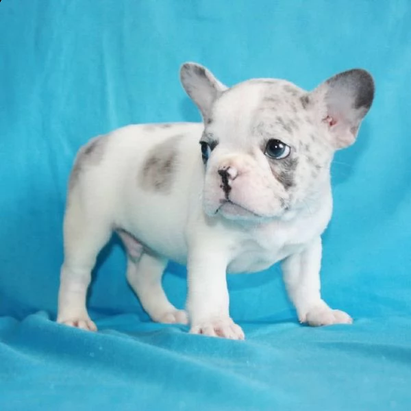 cuccioli di bulldog francese ben addestrati