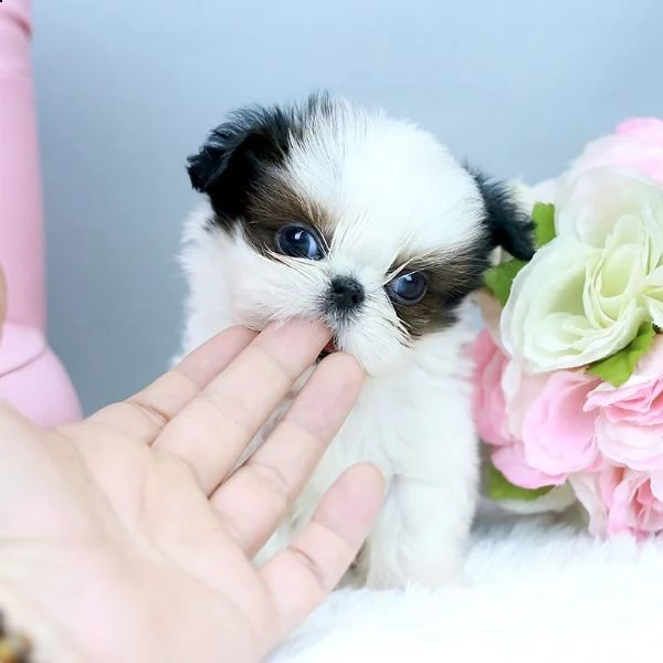 bellissimi cuccioli imperiali di shih tzu per l'adozione