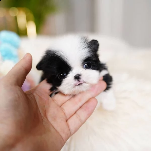 bellissimi cuccioli imperiali di shih tzu per l'adozione | Foto 0