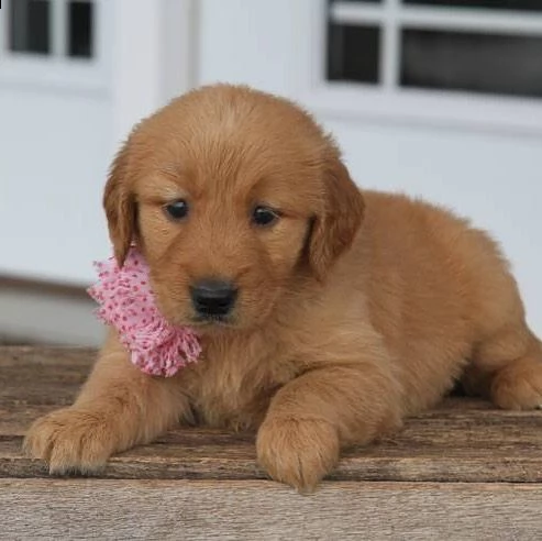 cucciolata adorabile di cuccioli di razza golden retriever 