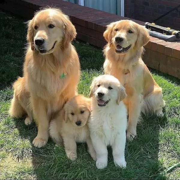  prendi i tuoi cuccioli di golden retriever di san valentino