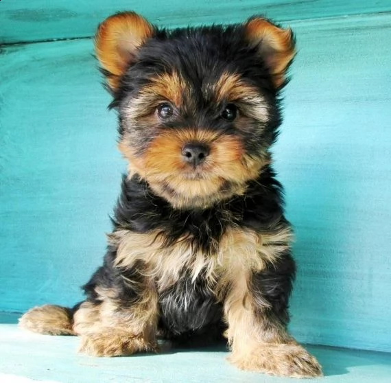 regalo abbiamo avere amorevole yorkie cuccioli per l'adozione