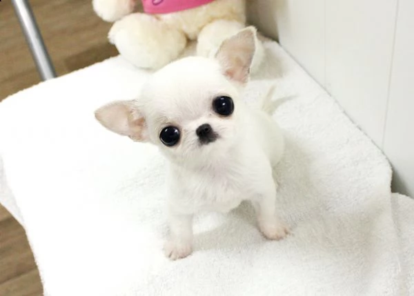 cuccioli di chihuahua a pelo corto mini