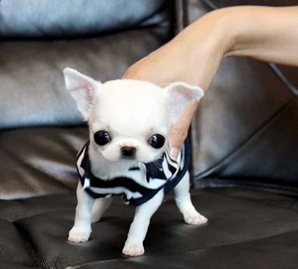 cuccioli di chihuahua a pelo corto mini | Foto 0