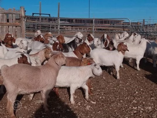 savana registrato purosangue e purosangue lo fa | Foto 0
