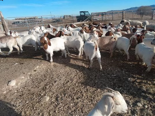 savana registrato purosangue e purosangue lo fa